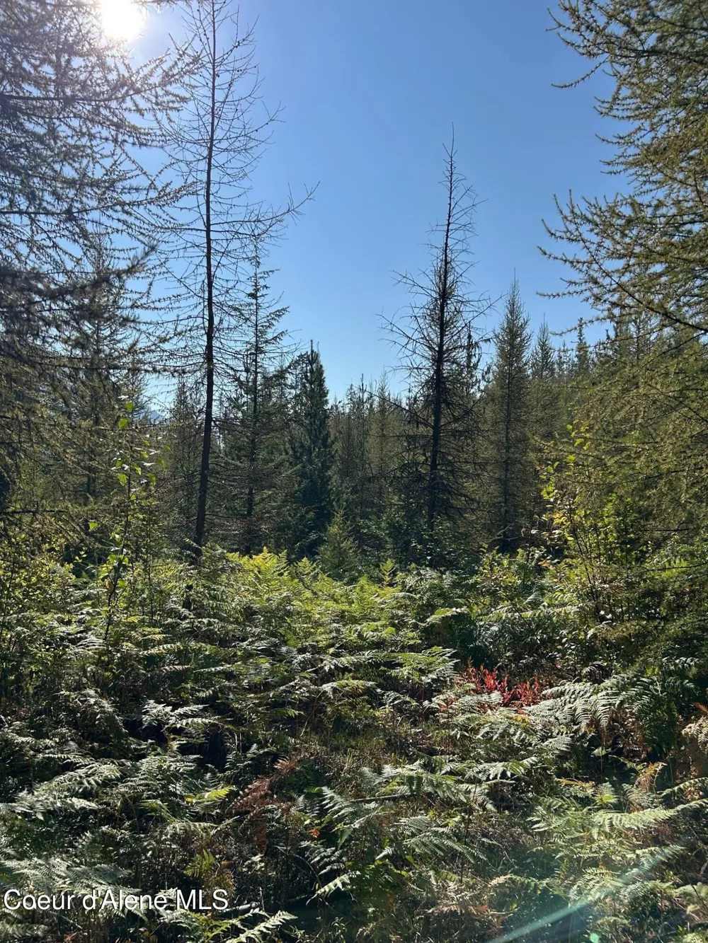 Tract 7 USFS 2294 Clark Fork, ID 83811