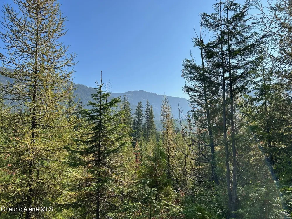 Tract 7 USFS 2294 Clark Fork, ID 83811