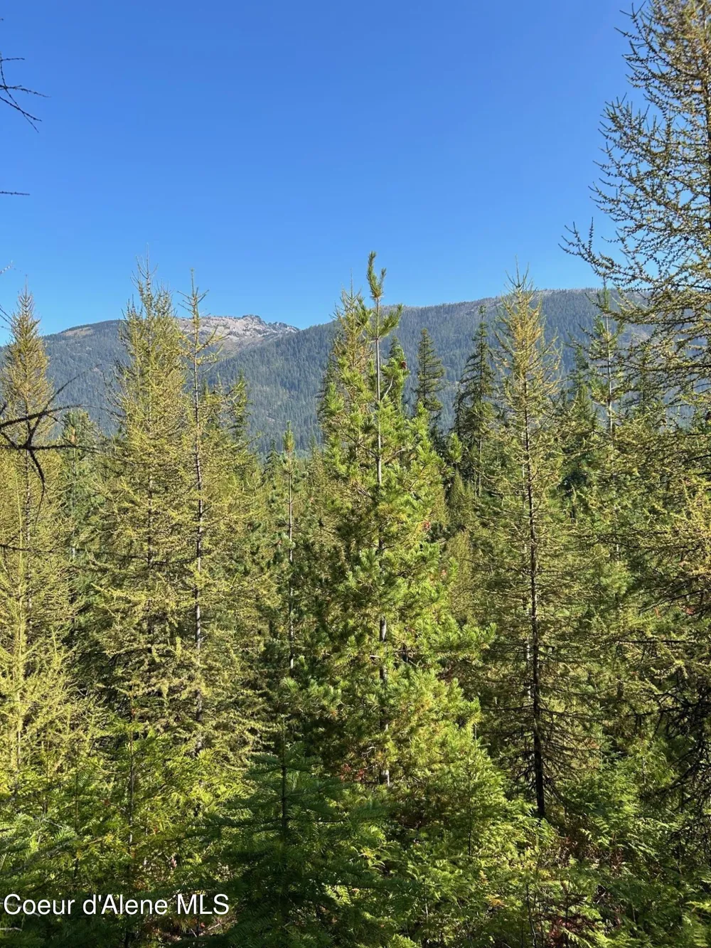 Tract 7 USFS 2294 Clark Fork, ID 83811