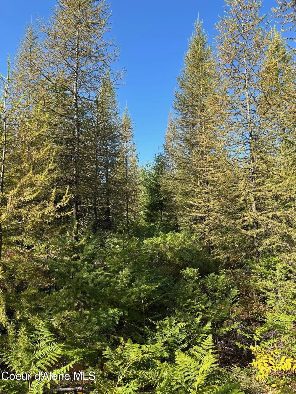 Tract 7 USFS 2294 Clark Fork, ID 83811