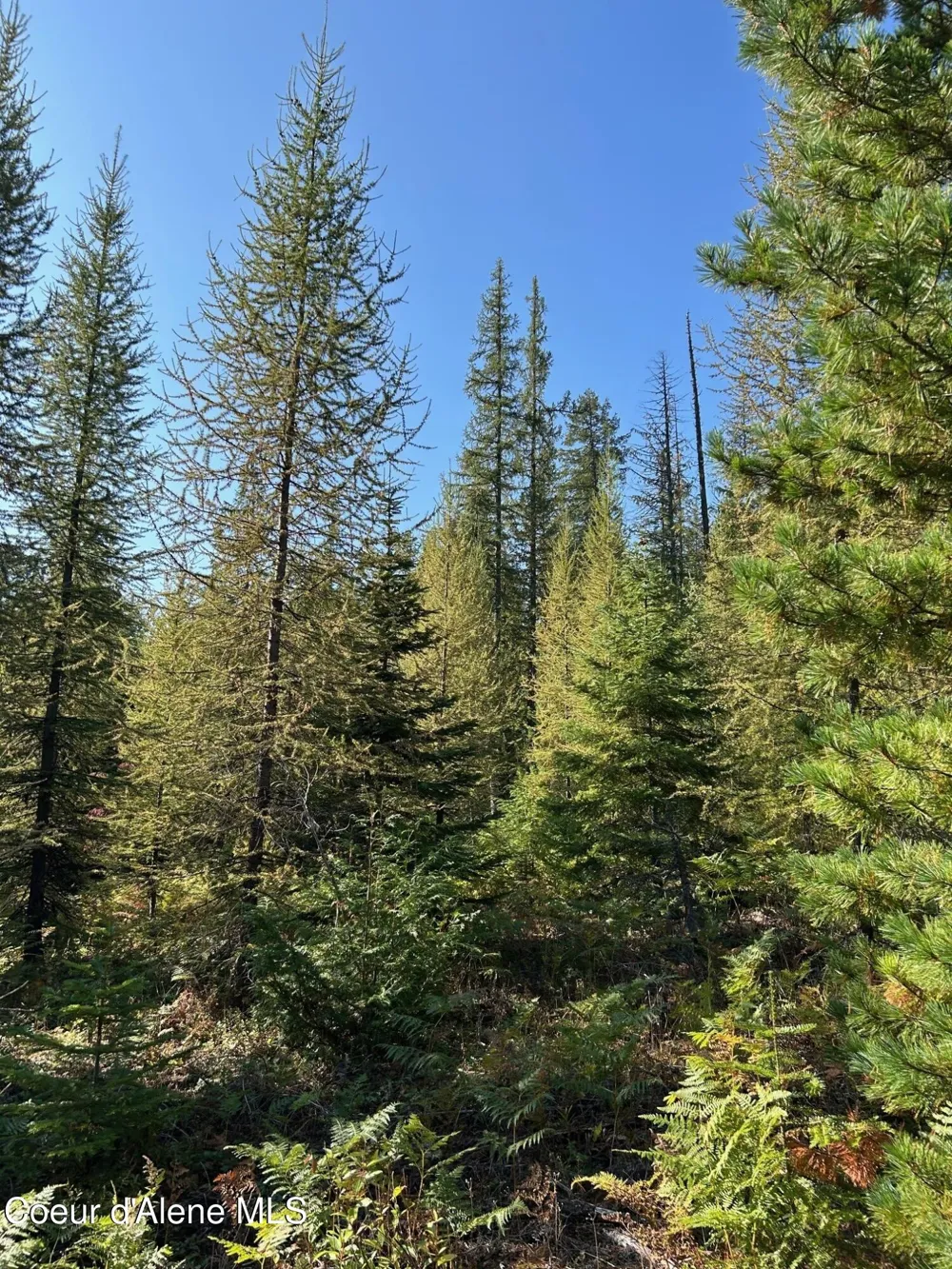 Tract 7 USFS 2294 Clark Fork, ID 83811