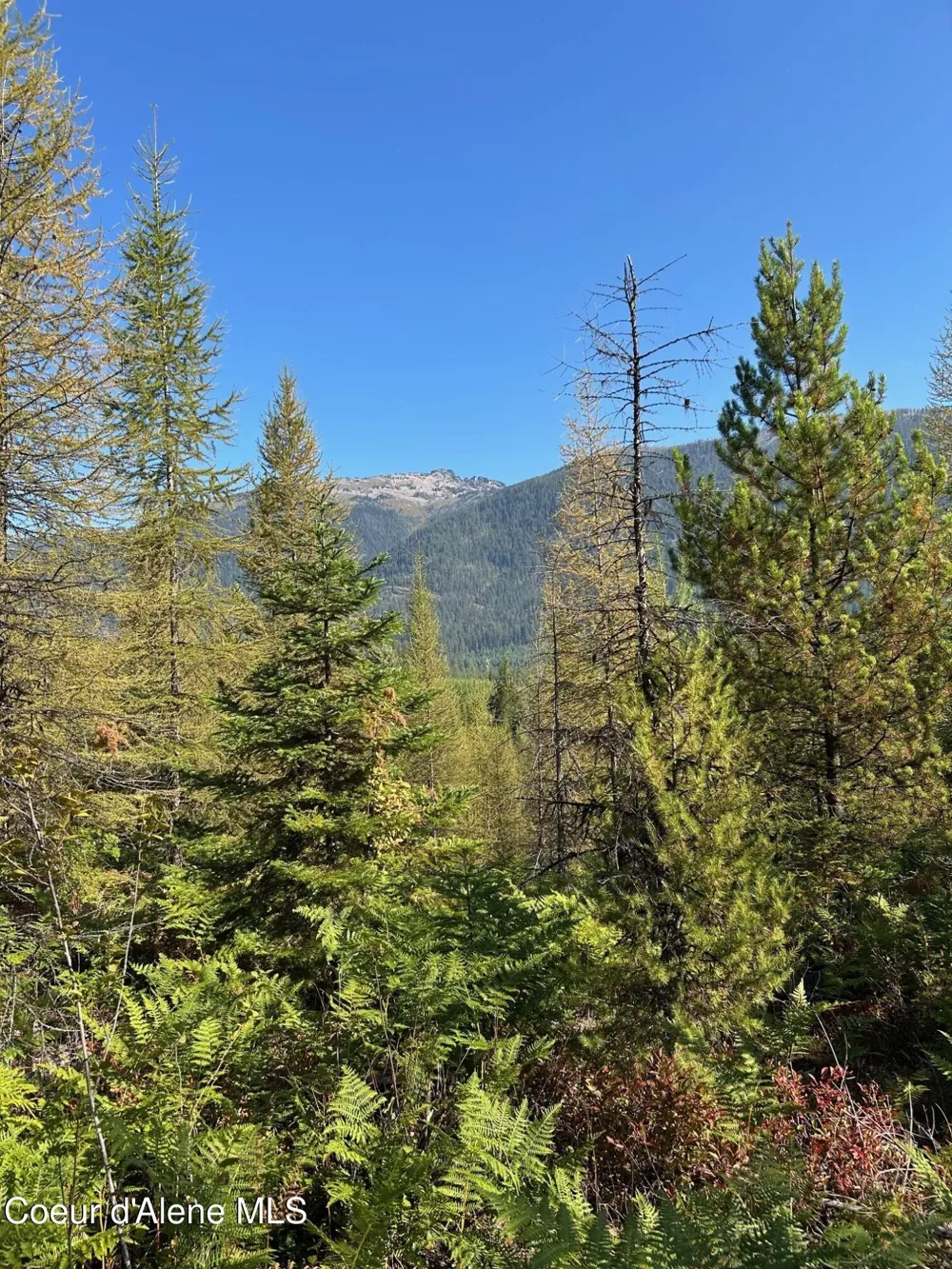 Tract 7 USFS 2294 Clark Fork, ID 83811