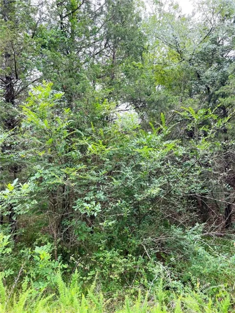 Cedar Lane