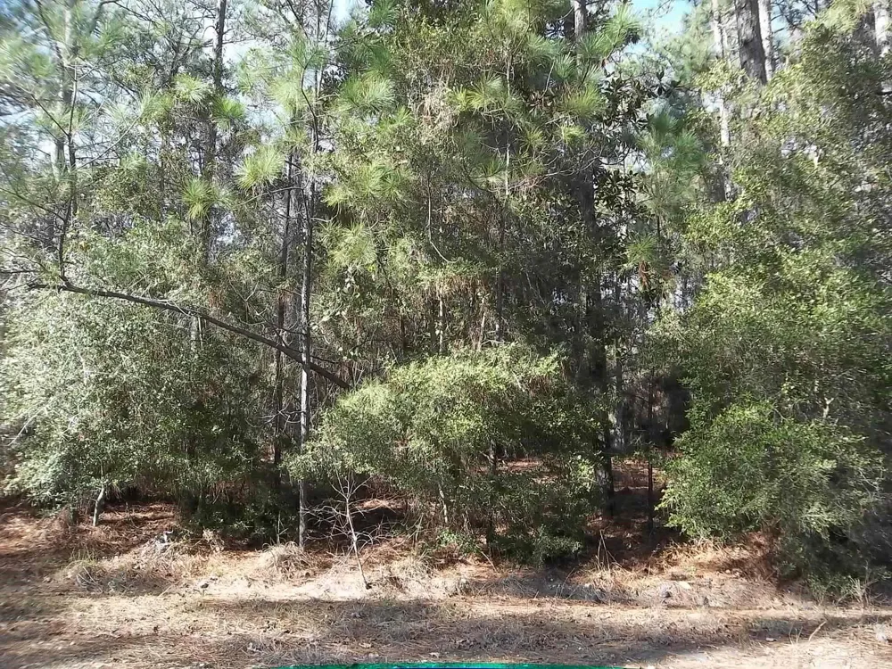 Dagger Drive Brookeland, TX 75931