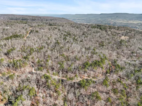 Tall Tree Trail