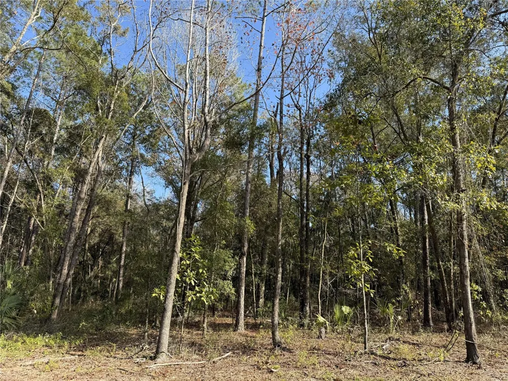 Irvine Acres #3 (10ac) W HWY 318 Reddick, FL 32686