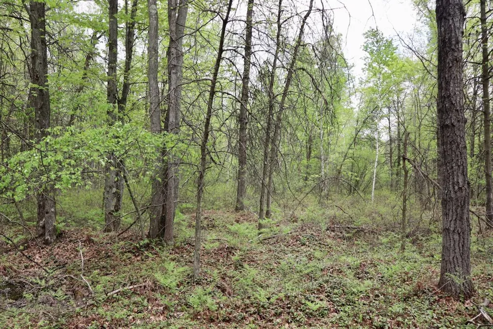 Magruder Road Coleman, MI 48618