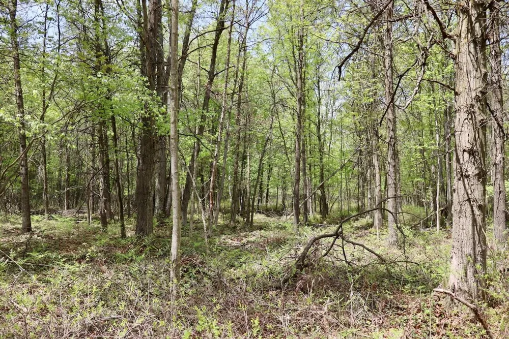 Magruder Road Coleman, MI 48618