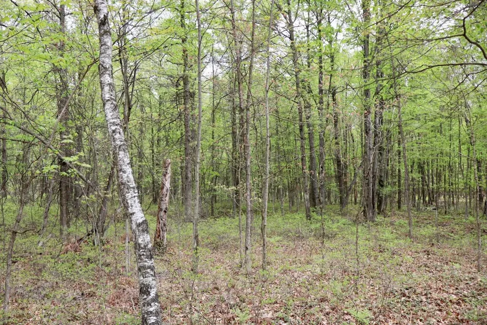 Magruder Road Coleman, MI 48618