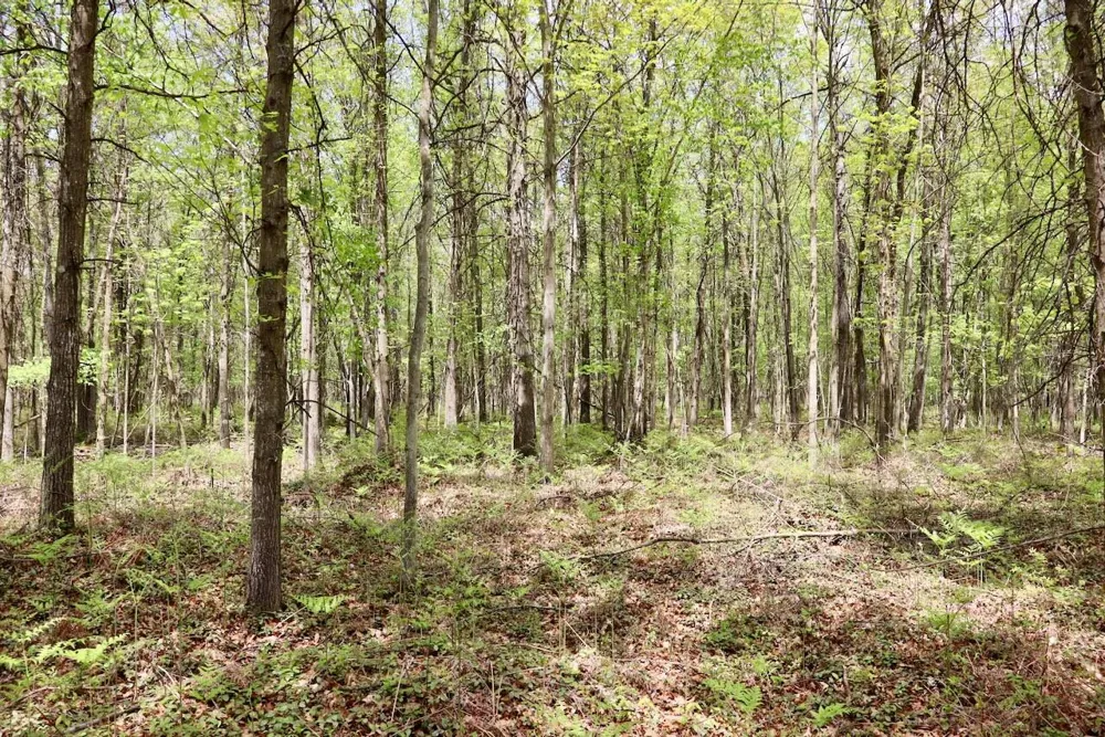 Magruder Road Coleman, MI 48618