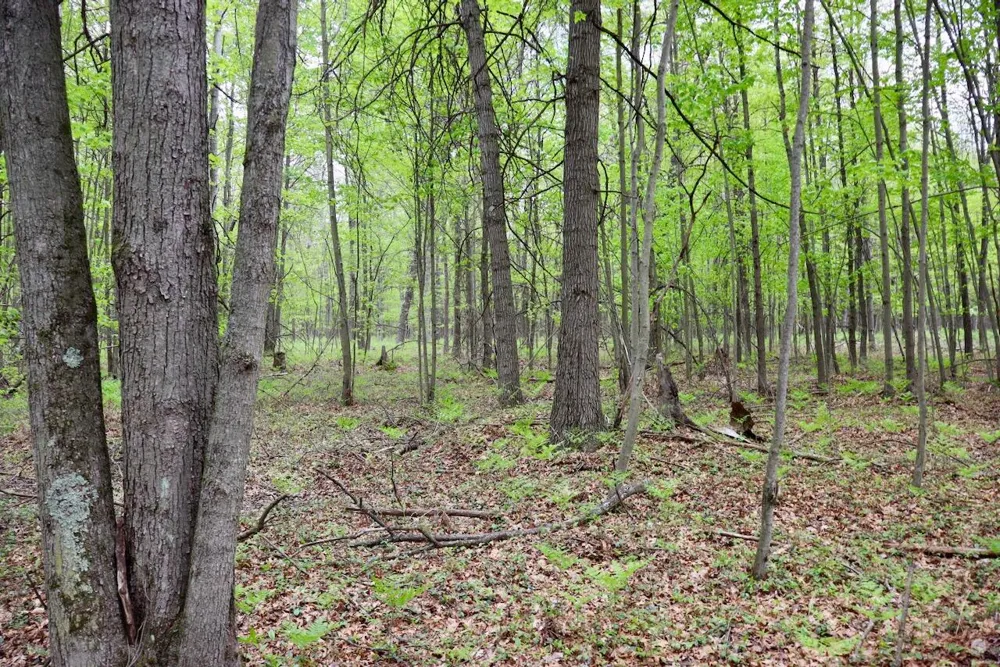 Magruder Road Coleman, MI 48618
