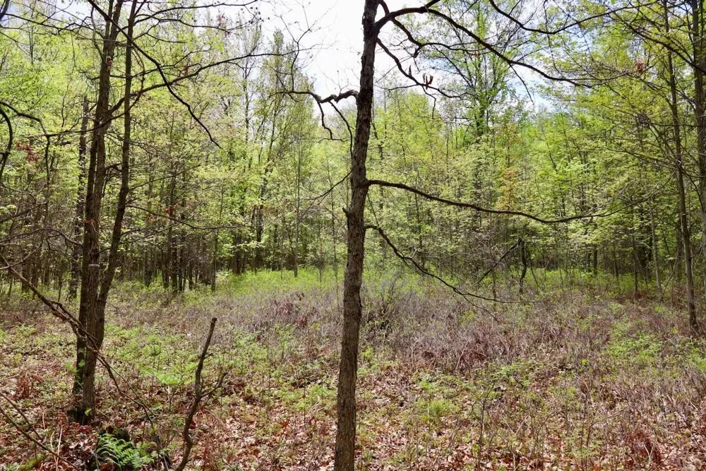 Magruder Road Coleman, MI 48618