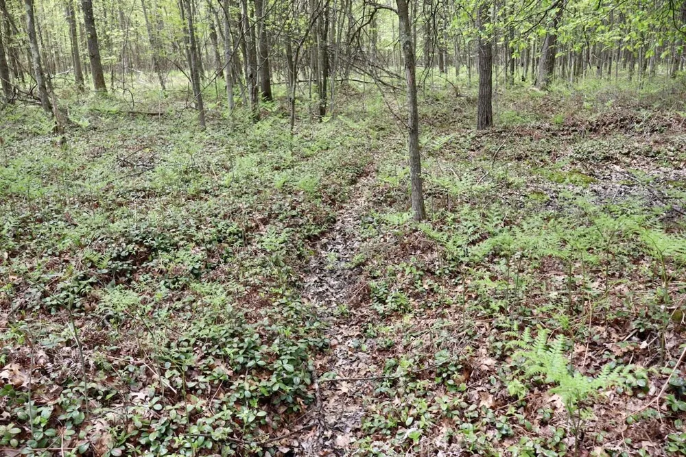 Magruder Road Coleman, MI 48618