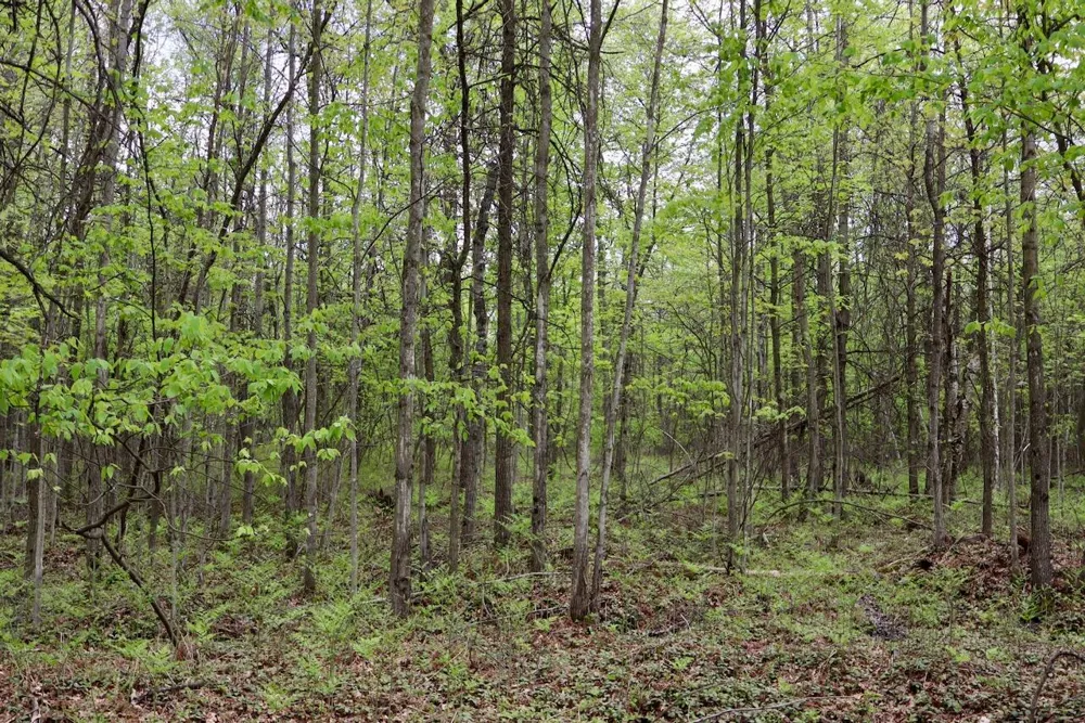 Magruder Road Coleman, MI 48618