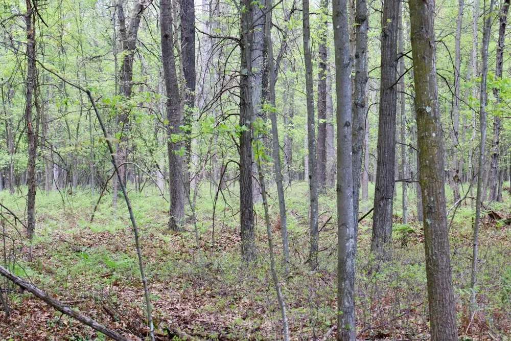 Magruder Road Coleman, MI 48618