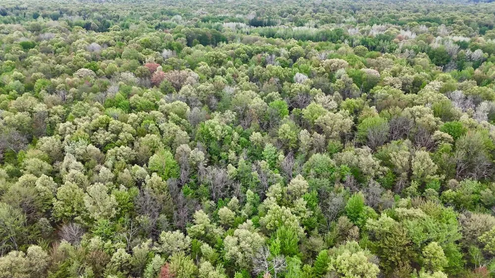 Magruder Road Coleman, MI 48618