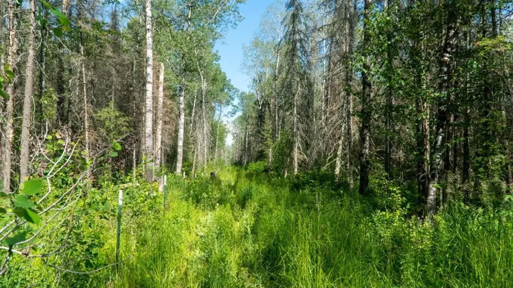 74035 County Highway A Iron River, WI 54847