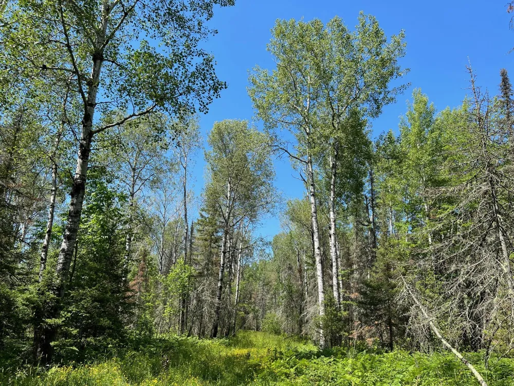 74035 County Highway A Iron River, WI 54847
