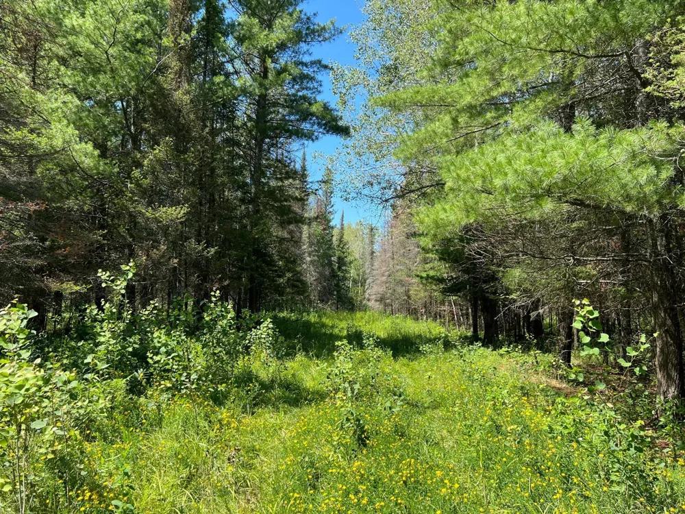 74035 County Highway A Iron River, WI 54847
