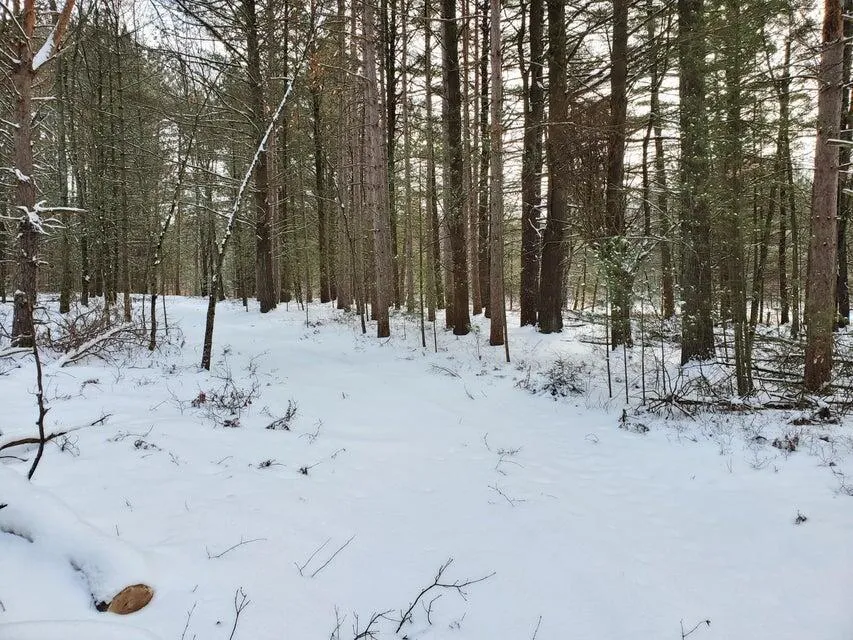 Centerline Road Brohman, MI 49312