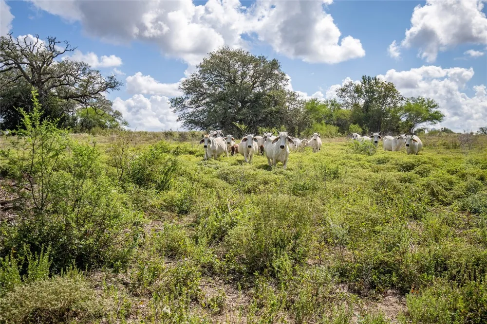 FM 766 Cuero, TX 77954