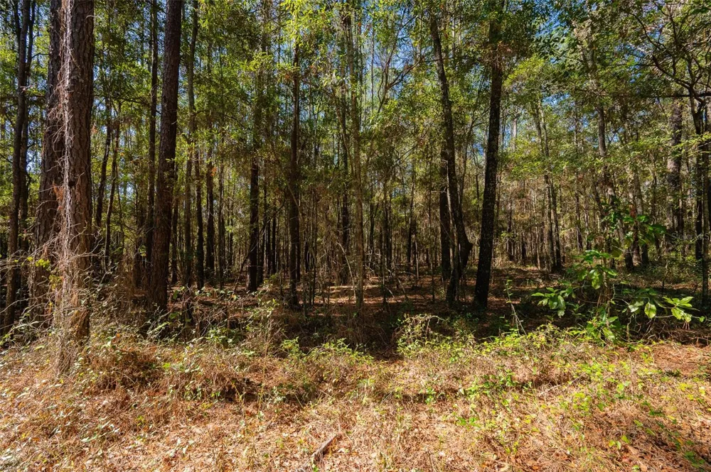 TBD COUNTY RD 1491 Alachua, FL 32615