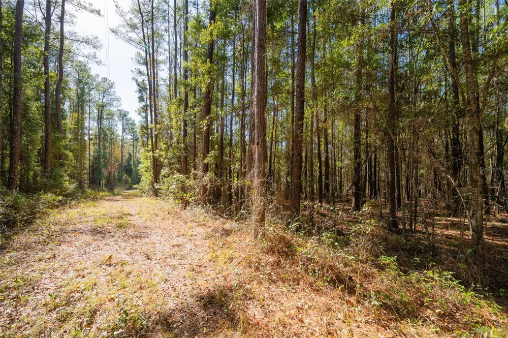 TBD COUNTY RD 1491 Alachua, FL 32615