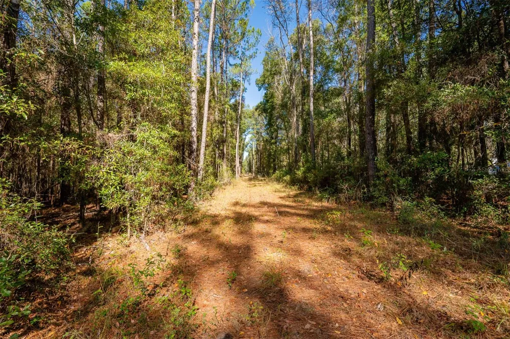 TBD COUNTY RD 1491 Alachua, FL 32615