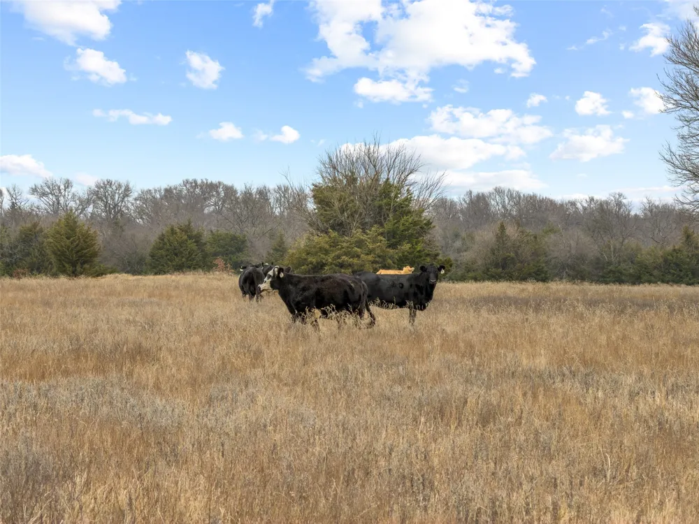 County Road 1255 Savoy, TX 75479