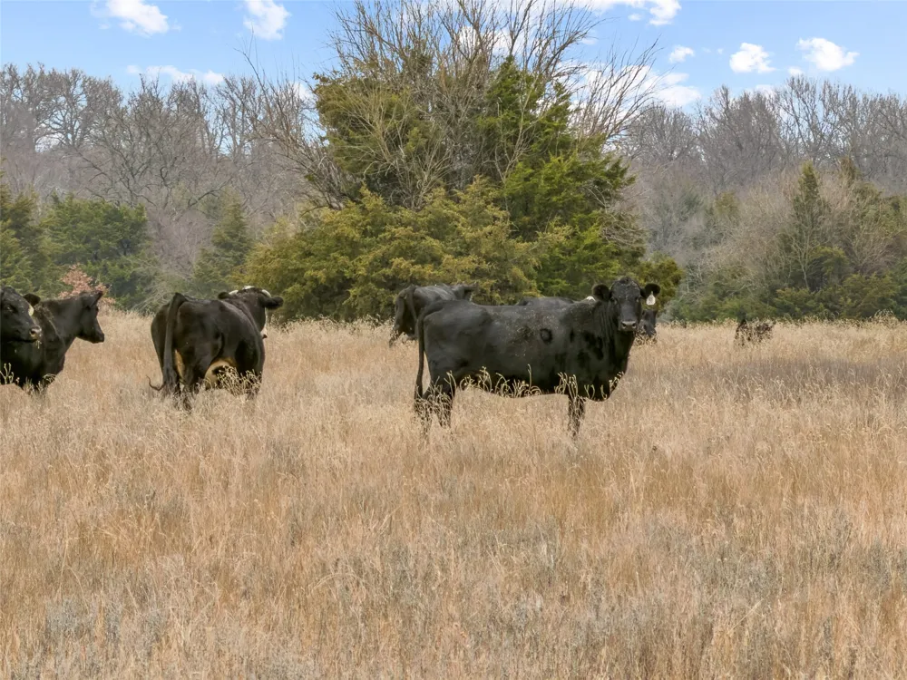 County Road 1255 Savoy, TX 75479