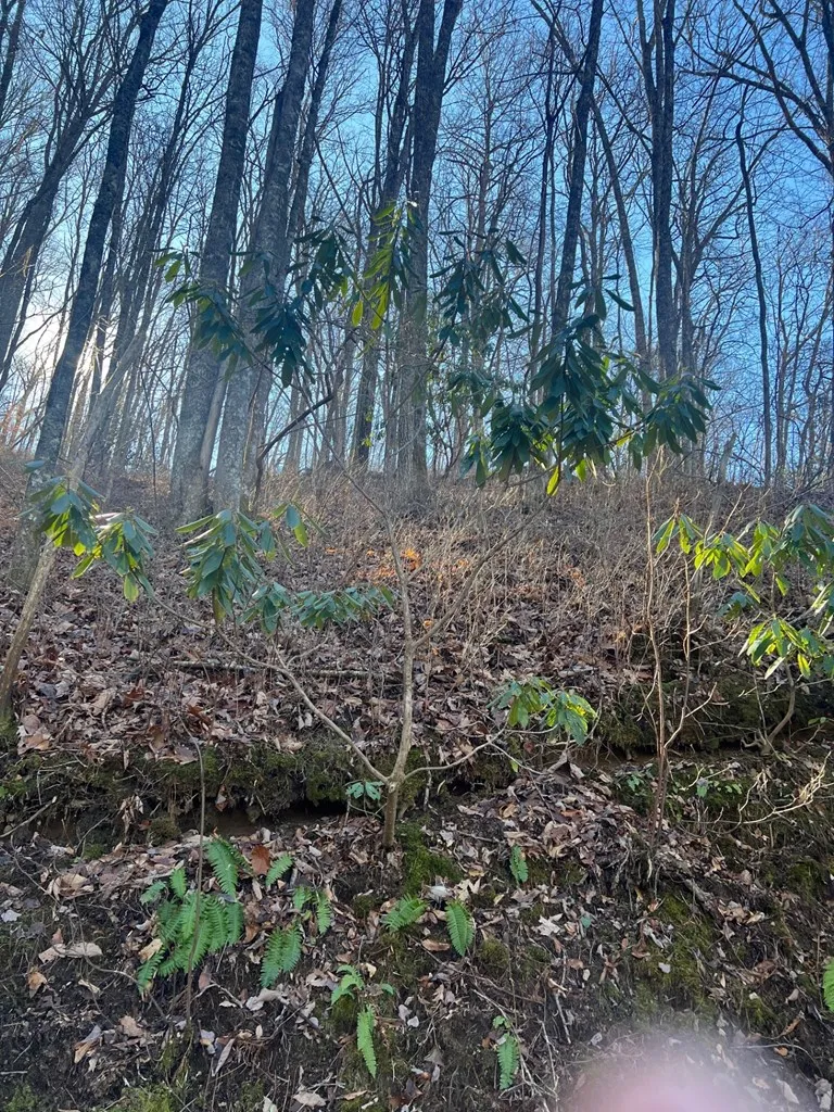 Mt. Tabor Topton, NC 28781