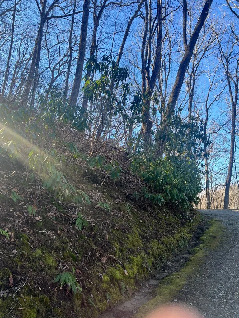 Mt. Tabor Topton, NC 28781