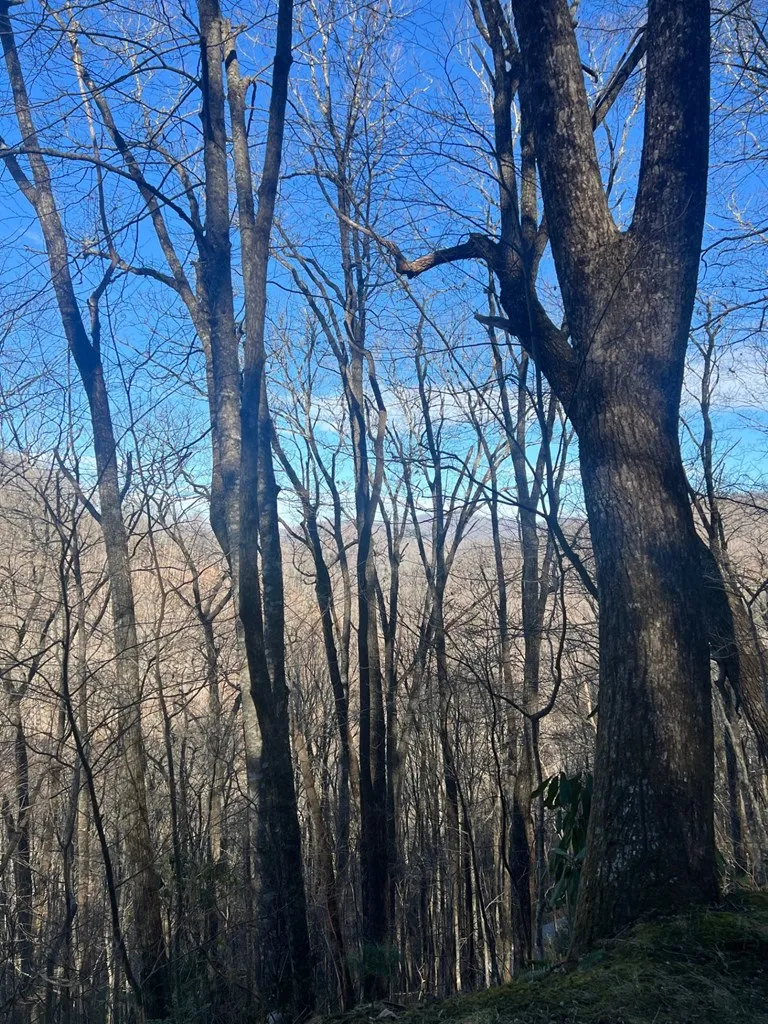Mt. Tabor Topton, NC 28781