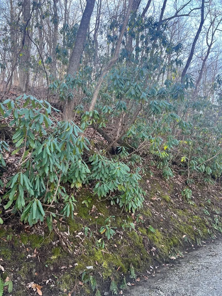 Mt. Tabor Topton, NC 28781