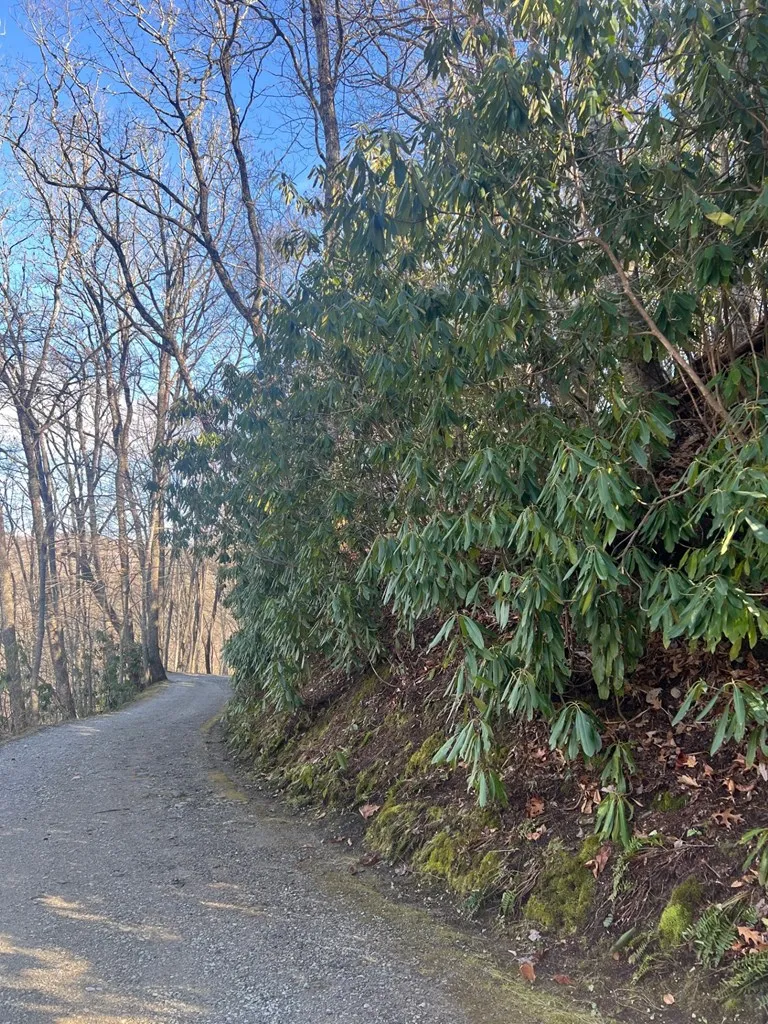 Mt. Tabor Topton, NC 28781