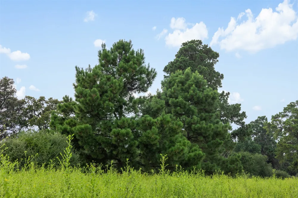 Pr 1315 Centerville, TX 75833