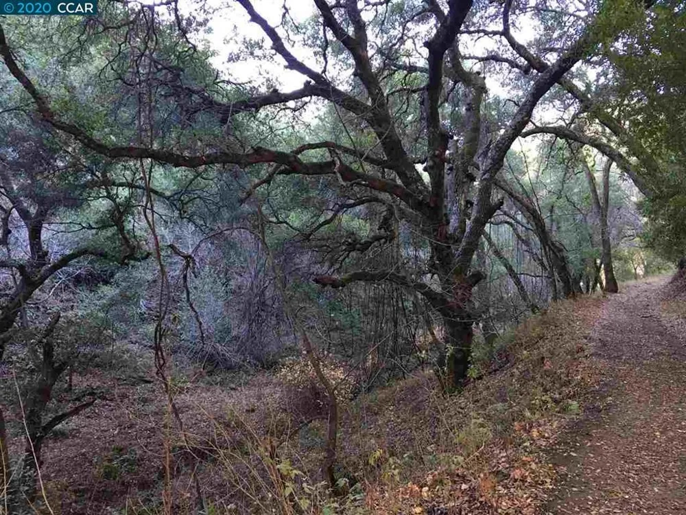 Lark Ln Alamo, CA 94507