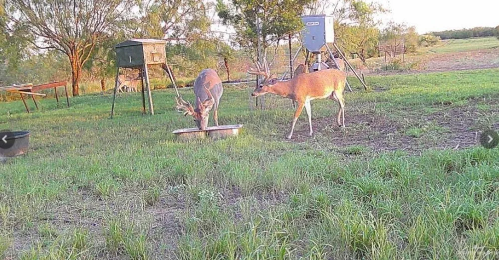 2294 FM 2294 San Isidro, TX 78588