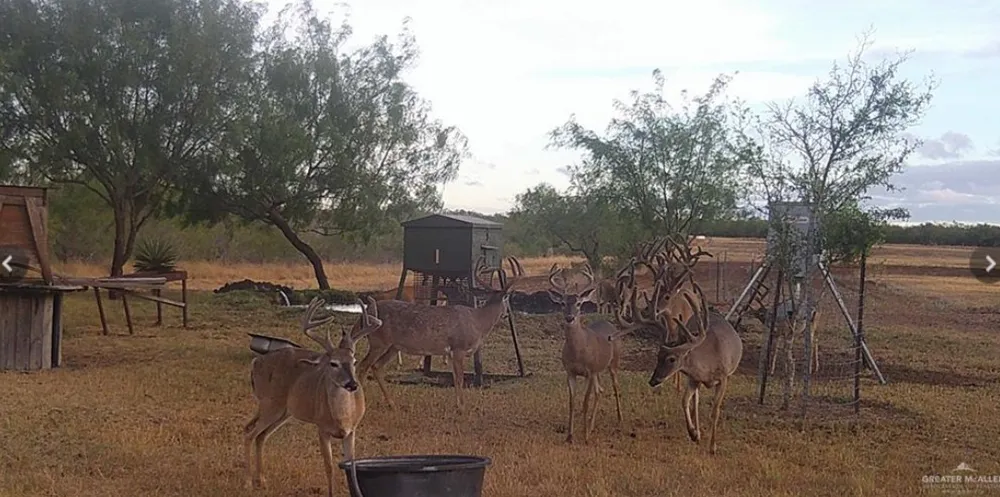 2294 FM 2294 San Isidro, TX 78588