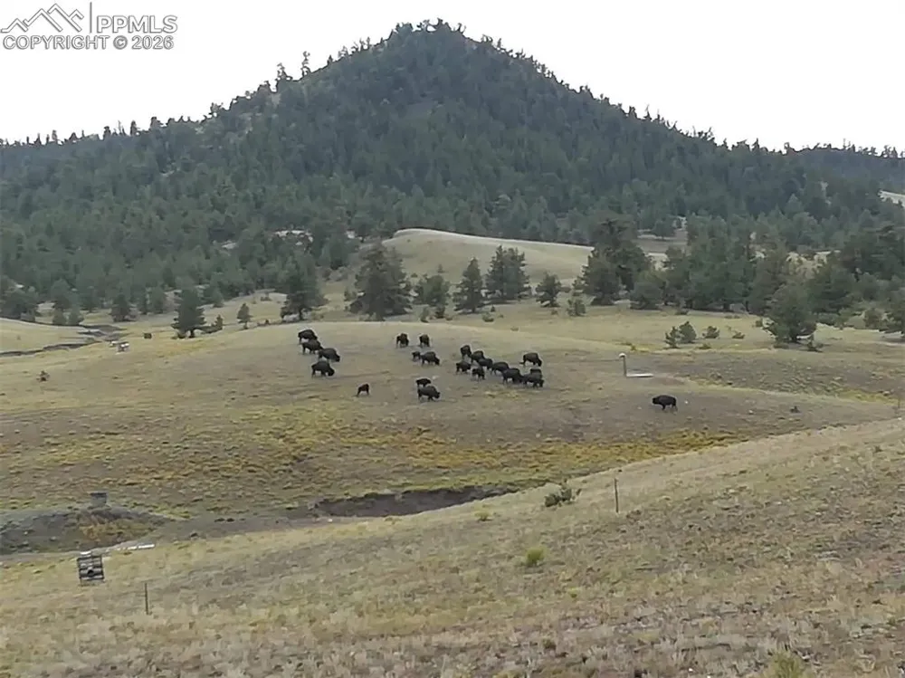 79 Quail Court Hartsel, CO 80449
