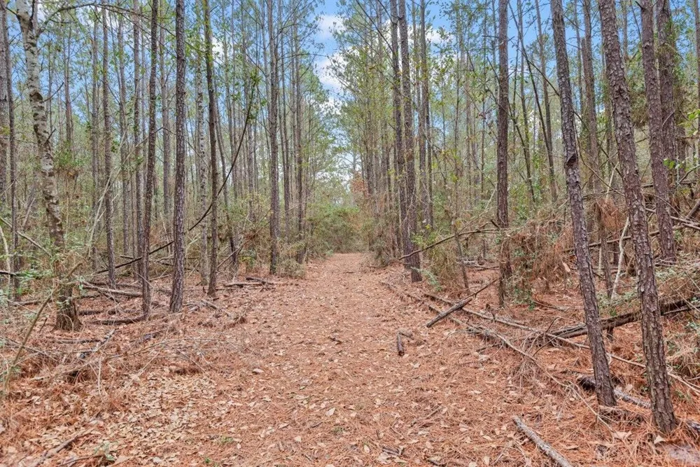 12895 County Road 201 Plantersville, TX 77363