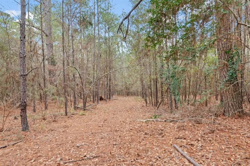 12895 County Road 201 Plantersville, TX 77363