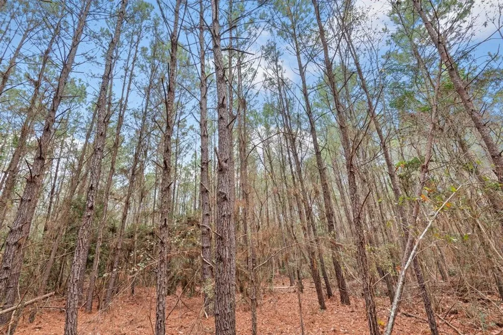 12895 County Road 201 Plantersville, TX 77363