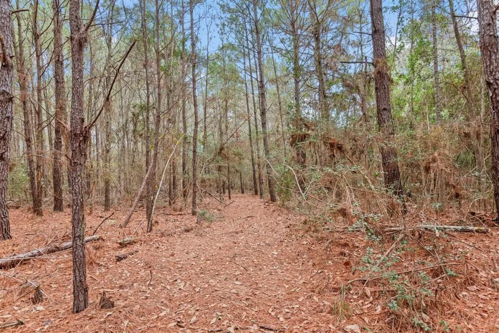 12895 County Road 201 Plantersville, TX 77363