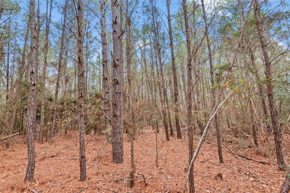 12895 County Road 201 Plantersville, TX 77363