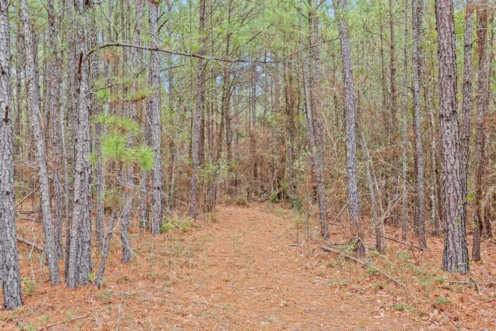 12895 County Road 201 Plantersville, TX 77363
