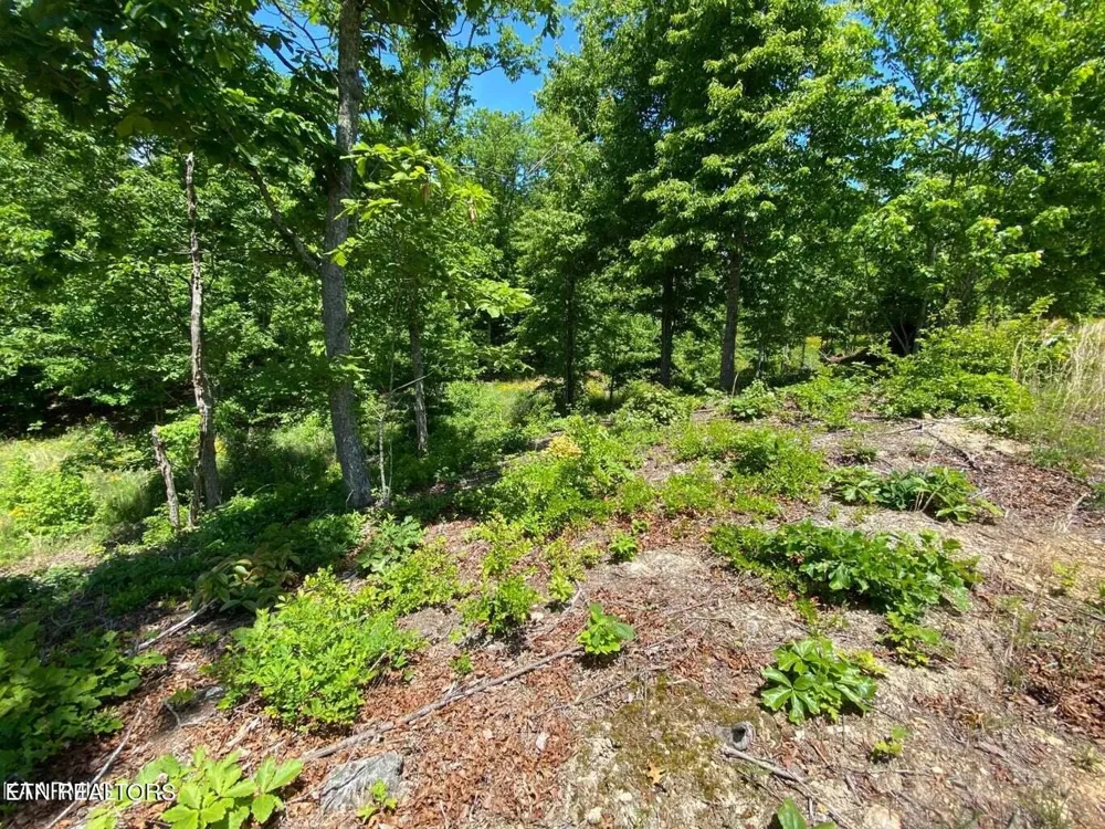 0 Water View Drive Rockwood, TN 37854