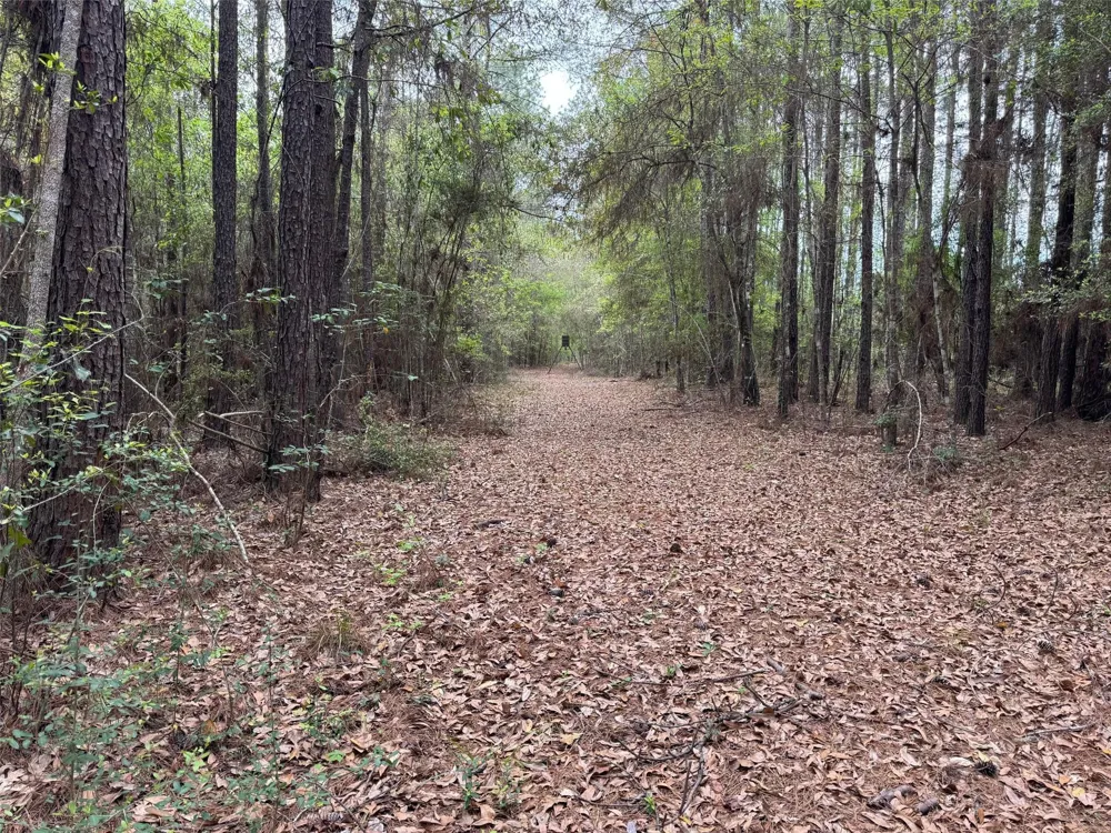 10586 Holland Road Kountze, TX 77625
