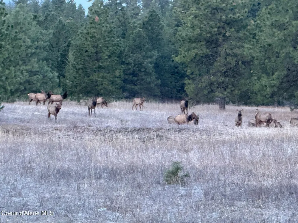2953 E Badger Road Harrison, ID 83833