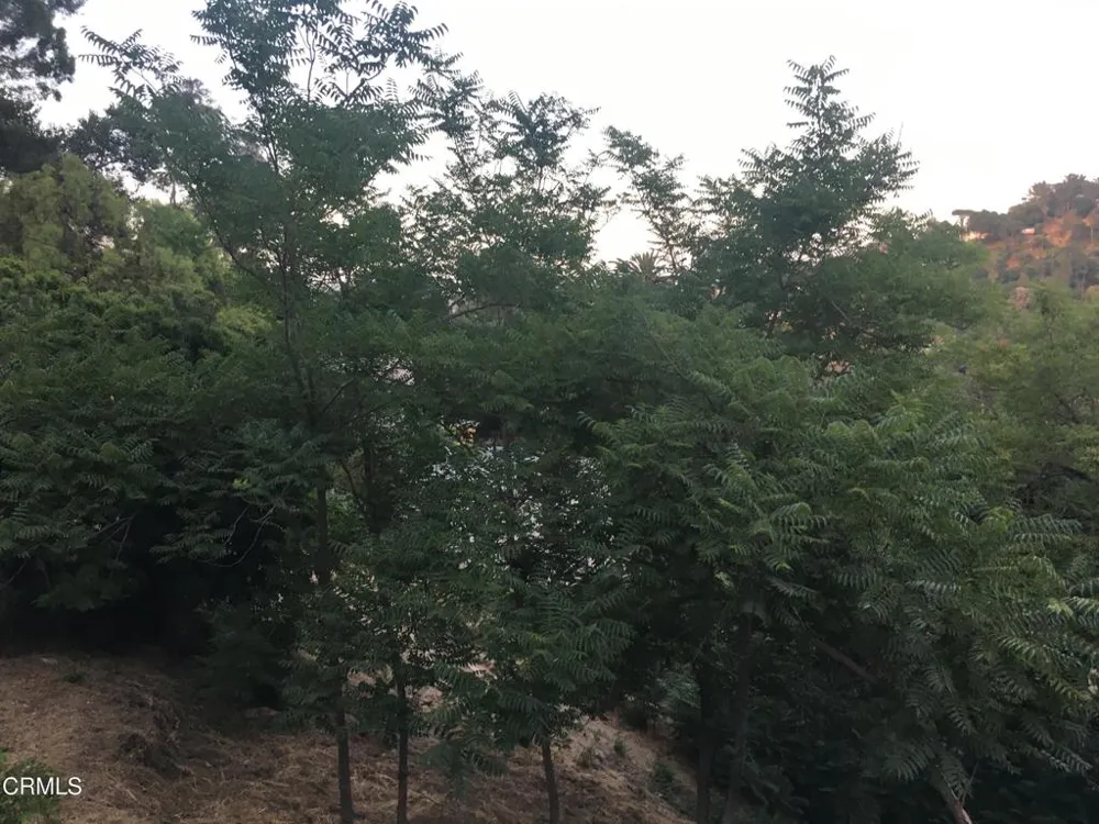 Earl APN 5422-009-040 Court